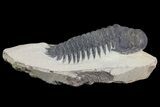 Bargain, Crotalocephalina Trilobite Fossil #67673-3